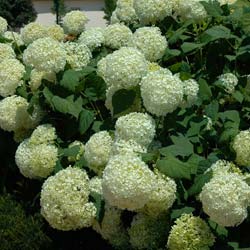 Hortensia de Virginia 'Annabelle'